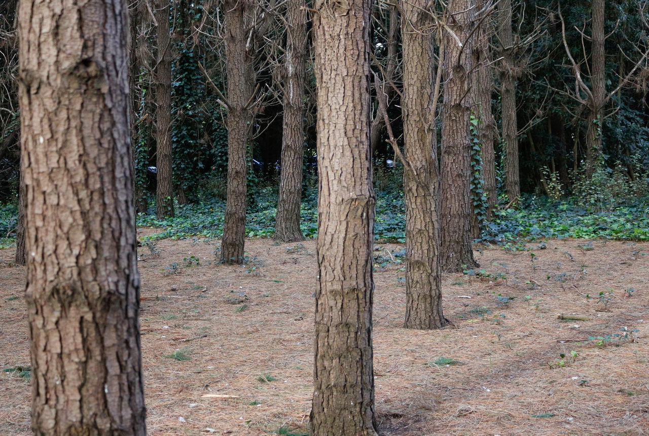 VIEW OF TREES IN THE FOREST