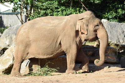 View of elephant in zoo