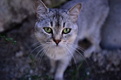 Close-up portrait of a cat