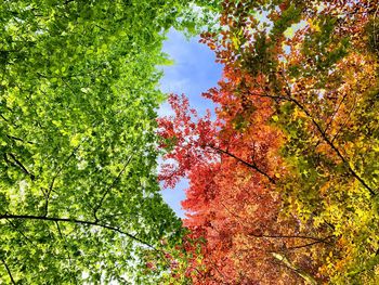 Low angle view of trees against sky during autumn