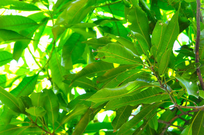 Full frame shot of green leaves