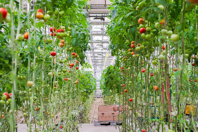 Tomato production and transportation. beautiful red ripe tomatoes background, agriculture industry