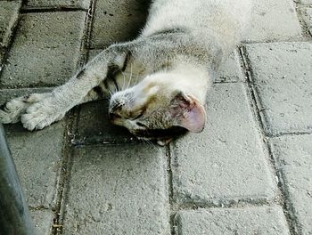 High angle view of cat by water