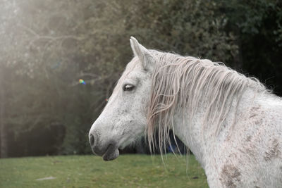 Close-up of horse on field