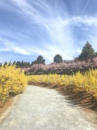 Dirt road amidst plants and trees against sky