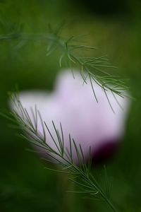 Close-up of pine tree