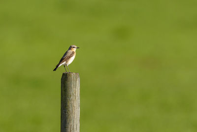 Wooden post at a meadow with a northern wheatear