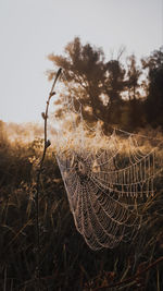 Close-up of spider web on field against sky