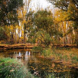 Scenic view of lake in forest