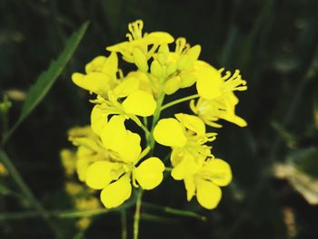 Close-up of yellow flower