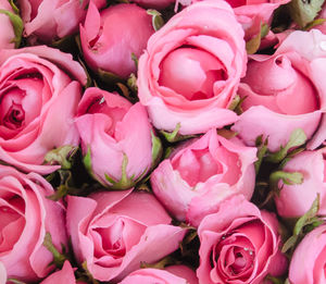 High angle view of pink roses