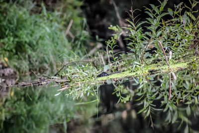 Close-up of plants growing on land