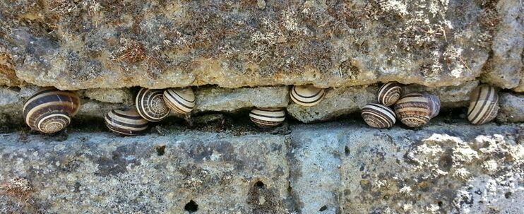 old, close-up, wall - building feature, rusty, animal themes, animal shell, weathered, outdoors, metal, day, stone - object, wildlife, no people, textured, history, run-down, animals in the wild, abandoned, art and craft, carving - craft product