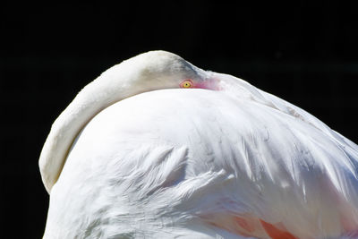 Close-up of swan