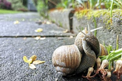 Close-up of snail on leaves