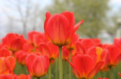 Close-up of red tulips blooming in park