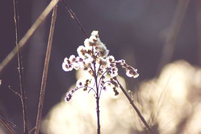 Close-up of white flowering plant