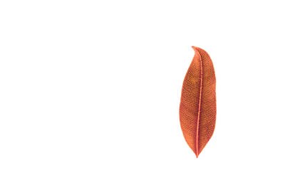 High angle view of red leaf over white background