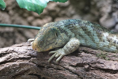 Close-up of lizard on rock