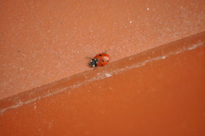 Close-up of insect on wall