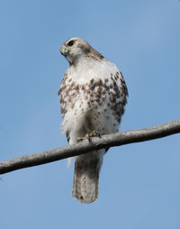 Low angle view of eagle perching on tree against sky