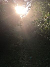 Sun shining through trees in forest