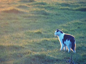 Dog standing on grassy field