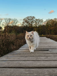 Portrait of a cat