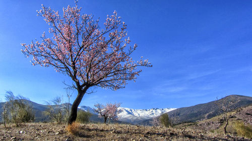 Bare tree on field against blue sky