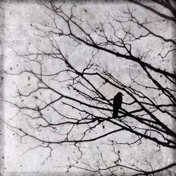 Bare trees against sky