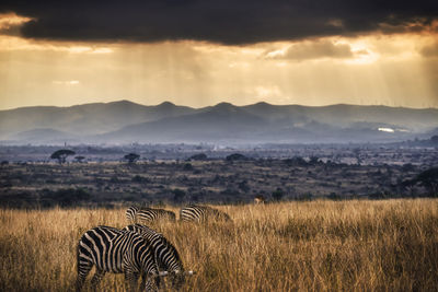 Scenic view of landscape against sky