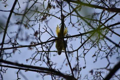 Close-up of bird perching on tree against sky