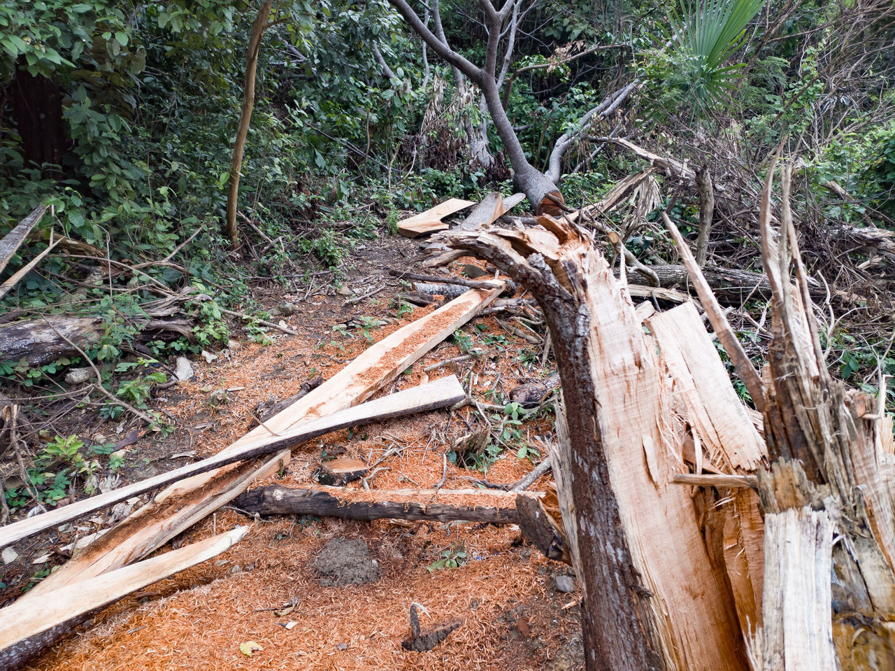 WOODEN LOGS IN FOREST