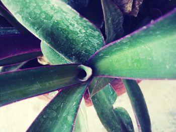 Close-up of wet plant