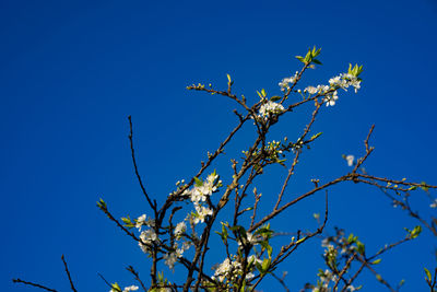 Low angle view of flower tree against blue sky