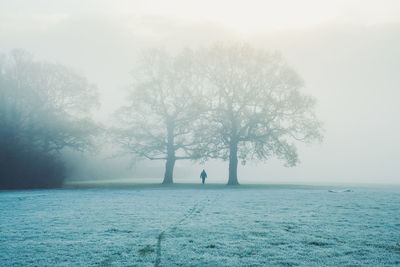 Scenic view of  solitary person in  fog  between two trees at dawn