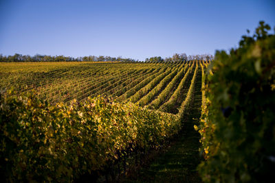 Crops growing on field against sky