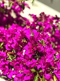 Close-up of pink flowering plant