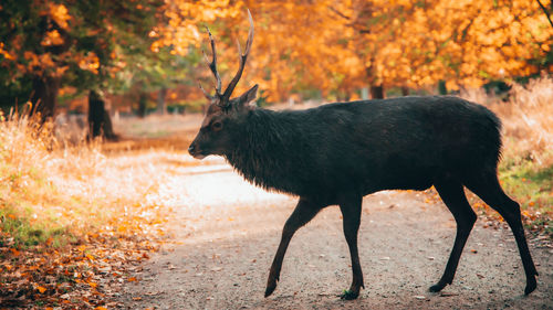 Elephant in a forest