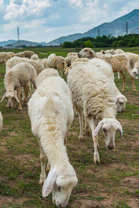 Sheep grazing on field