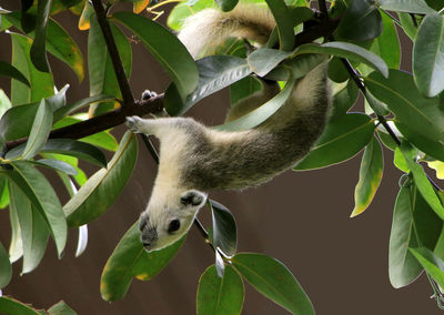 Close-up of cat on tree