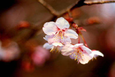Close-up of flowers