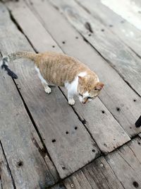 High angle view of cat on boardwalk