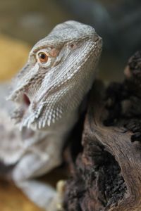 Close-up of lizard