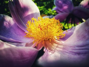 Close-up of pink rose flower