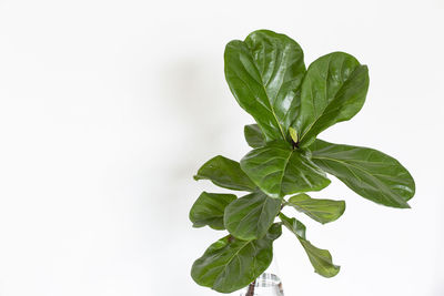 Close-up of leaves against white background