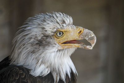 Close-up of a bird