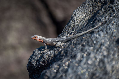 Close-up of lizard on rock