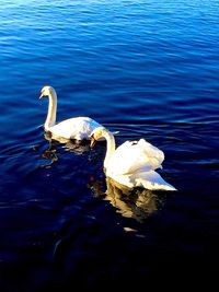 Swan swimming in lake