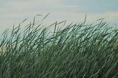 View of stalks in field against sky